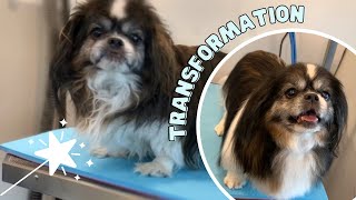 How To Groom a Pekingese | Stop Dog Dryer Seizures by Paws and Relax 1,940 views 2 years ago 15 minutes