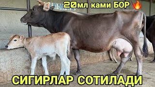 видео: АКМАЛ АКАДАН СИФАТЛИ СУТЛАРИ КУП ШВЕД ОЛА КОРА СИГИРЛАР СОТИЛАДИ SOTILADIGON SIGIRLAR 8 августа 2025 картинка: АКМАЛ АКАДАН СИФАТЛИ СУТЛАРИ КУП ШВЕД ОЛА КОРА СИГИРЛАР СОТИЛАДИ SOTILADIGON SIGIRLAR 8 августа 2025