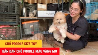 Chó Poodle Size Toy - Bán Đàn Chó Poodle Màu Vàng Mơ - Phương Cún TV by Phương Cún TV 554 views 8 months ago 5 minutes, 30 seconds