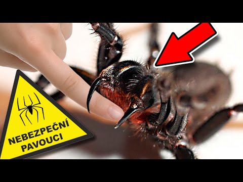 Video: Jaké Jedovaté Pavouky Existují