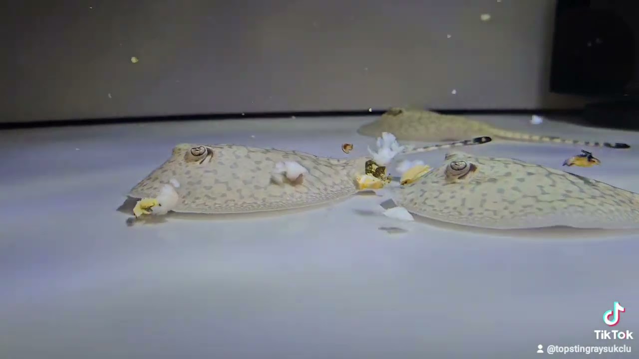 Scobina stingray pups feeding