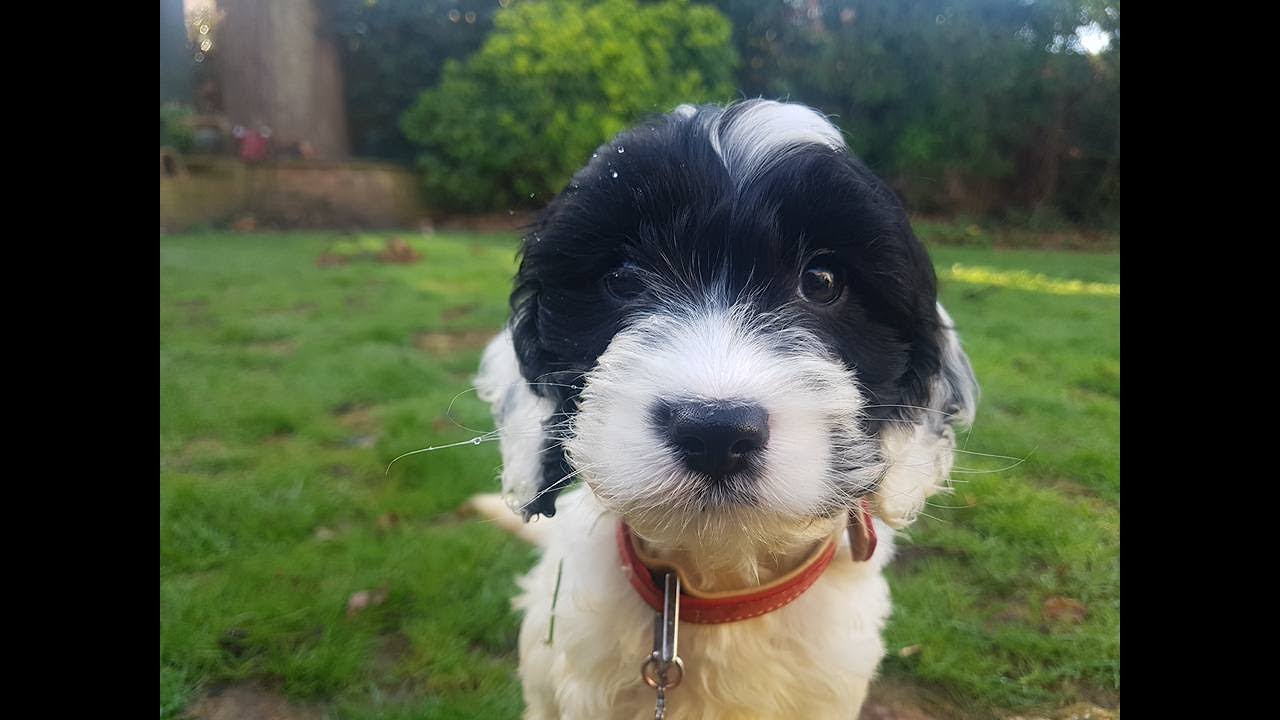 Bandit the Cockapoo Puppy Find & Train Service YouTube Bandit the Cockapoo Puppy Find & Train Service YouTube