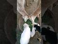 #FarmLife#GoatFarming#CowFarming#FreshGrass#VillageLife#ytshorts #goatlife