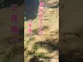 ♪︎湯の町エレジー #昭和歌謡カバー #shorts# 二見颯一
