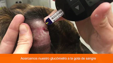 ¿Puedo medir el nivel de glucosa de mi perro con un medidor humano?