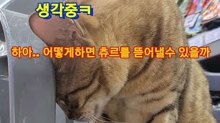 편의점 거덜내려고 작정한 (남의) 집고양이 두마리 편의점 거덜내려고 작정한 (남의) 집고양이 두마리