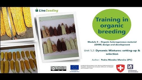 Training in organic breeding, Module 5 - Unit 2: Dynamic Mixtures: Setting Up and Selection