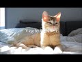 Tommy and Ada | Cat Vlog 🧶 #9