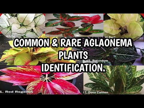 Video: Types And Varieties Of Aglaonema (36 Photos): Description Of Aglaonema "Maria Christina" And "Crete", "Strips" And Other Varieties. Features Of Aglaon