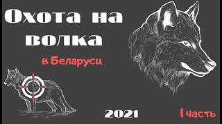 Охота на волка в Беларуси. Вой волчицы в прицеле