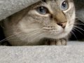 さくらのおはなし