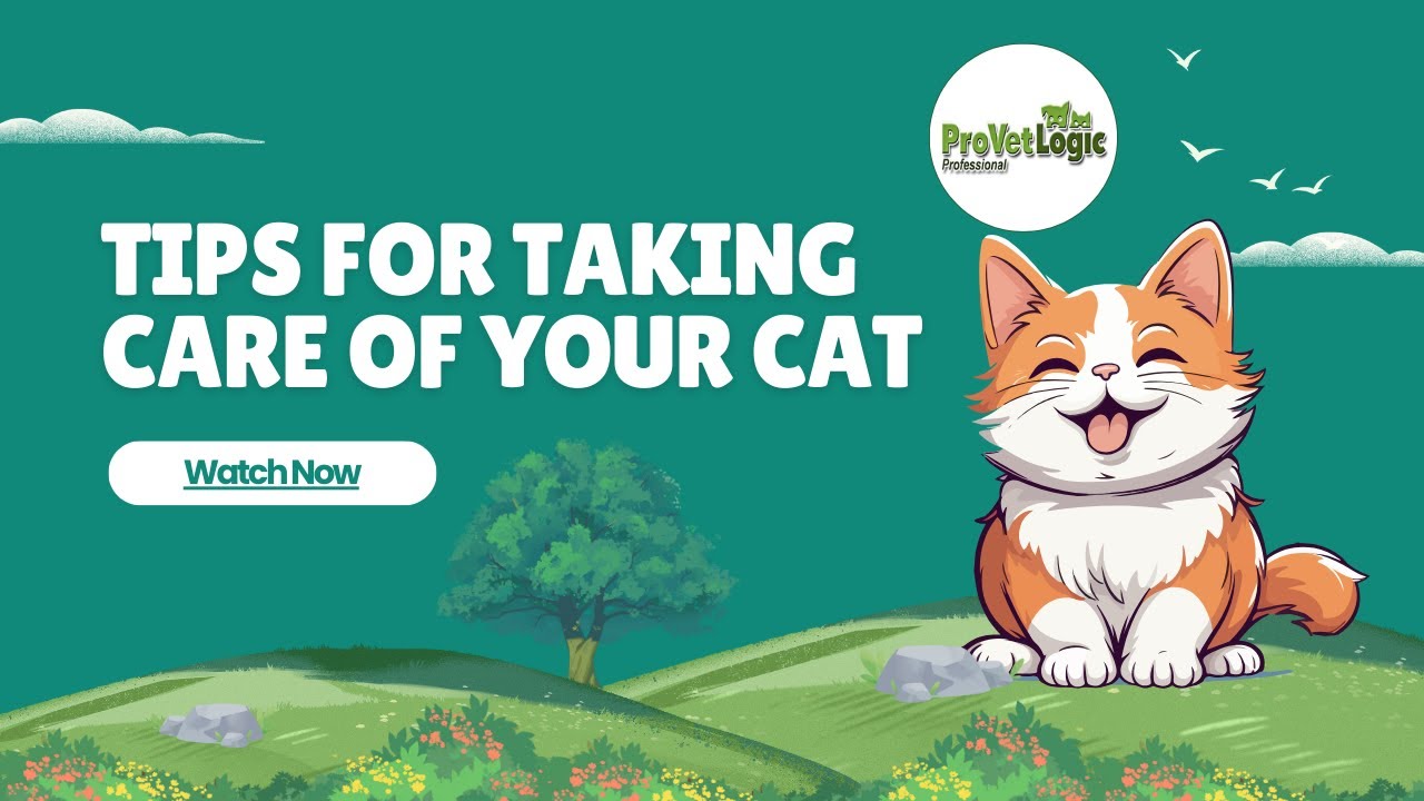 How to properly clean and deodorize a Cat Crate YouTube