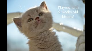 9 weeks old kittens playing / British Shorthair Cats by Nicki's Kitty's 3,381 views 4 years ago 3 minutes, 5 seconds