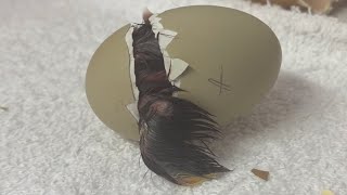 Come see this like chick hatch 🐣 by Bobbi Rae Myers 110 views 1 year ago 5 minutes, 36 seconds