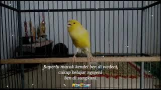 Vidio Story Wa Burung Kenari 30 detik