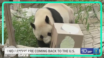 Giant pandas coming back to DC