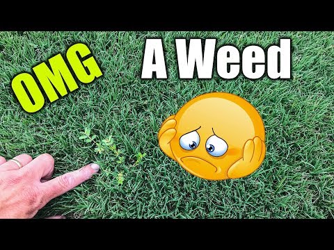 Weeds in Bermuda Grass Lawn