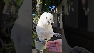 #cockatoo, #parrot #shortvideo #cute