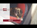 DOGSTYLER® für die Rückbank - der Hundesitz für das Auto für (mittel)große Hunde / Spot #0004