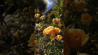 Beautiful Rose Flower #Flowers #Shorts #Beautiful #Viral #Youtube #Video #Subscribe