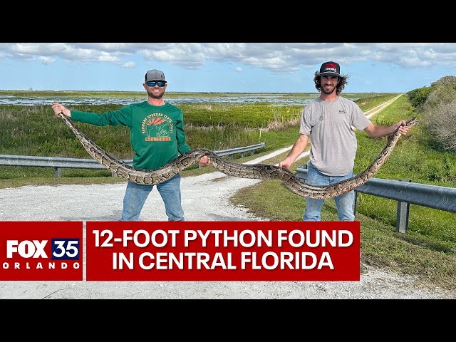 Snakes Alive! Massive Burmese Python Found in Florida Goes V - Florida  Sportsman