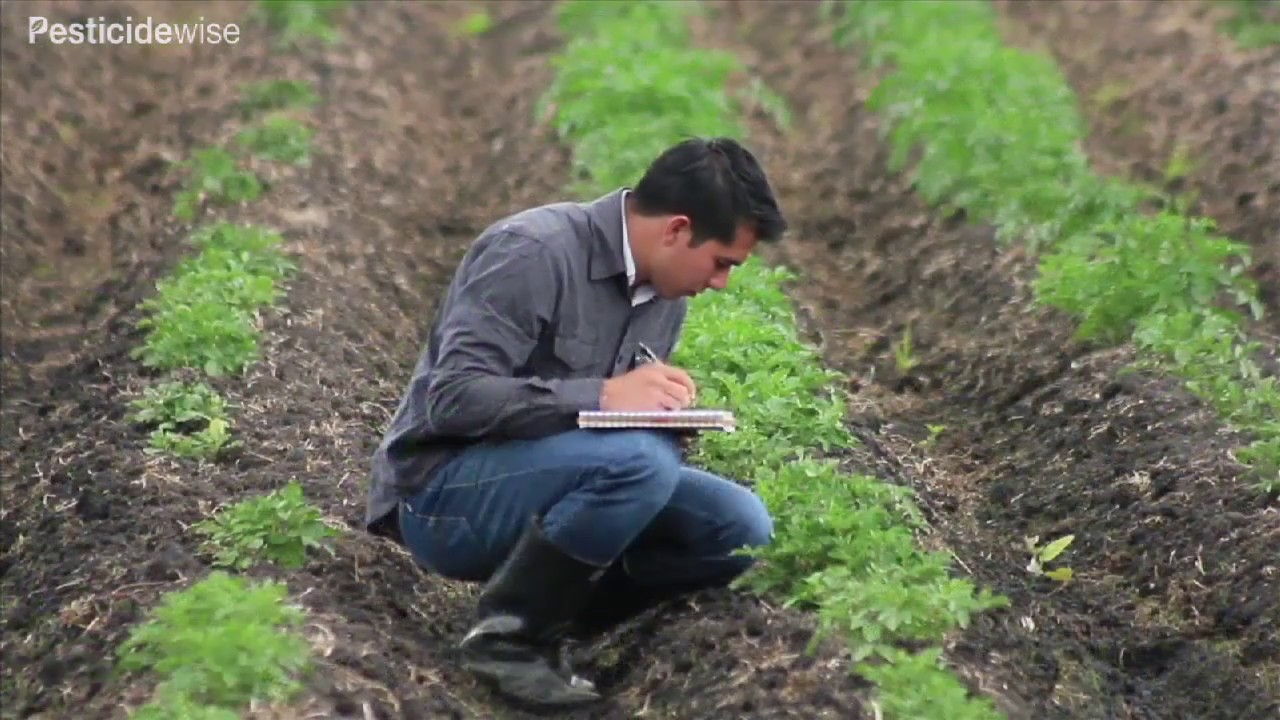 Aspersión de la papa con bomba de espalda (Knapsack spraying potatoes)