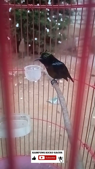 Kolibri Ninja gacor dengan kualitas kelas kicau terbaik #burung #kicaumania #burungkicau #konin