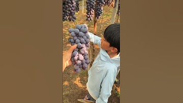 "Grape Fruit Pruning 🍇 | How to Get More & Better Grapes!" #fruit #grape #satisfying #pruning