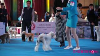 Bedlington Terrier and Beauty in China NGKC BEIJING SHOW by chdogshow 115 views 7 years ago 3 minutes, 41 seconds