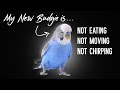 Why is My NEW Budgie Not Eating, Quiet or Shaking?