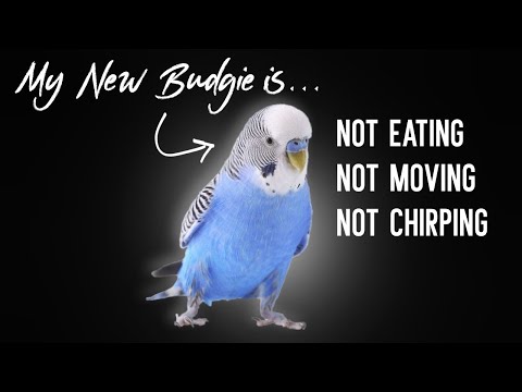 Video: Što jede Budgies?