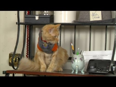 วีดีโอ: วิธีหยุดแมวของคุณจากการทำลายเฟอร์นิเจอร์