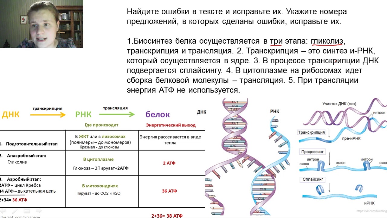 Задачи на белок биология