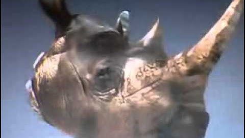 opengl rhino textured