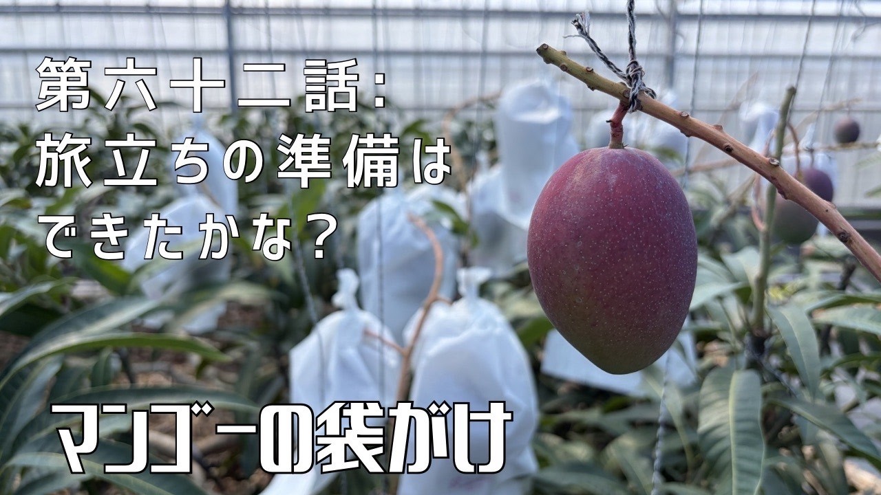 摘果マンゴー2/12 第六十二話】これから先は神頼み！ 〜 今年のマンゴーはいかに