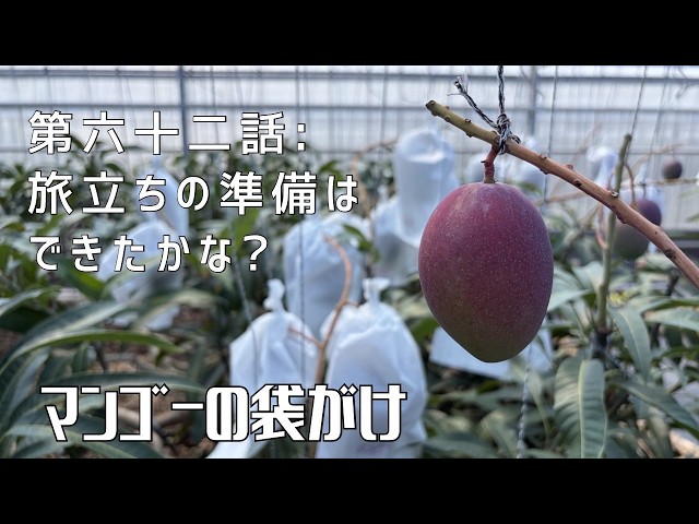 第六十二話】これから先は神頼み！ 〜 今年のマンゴーはいかに