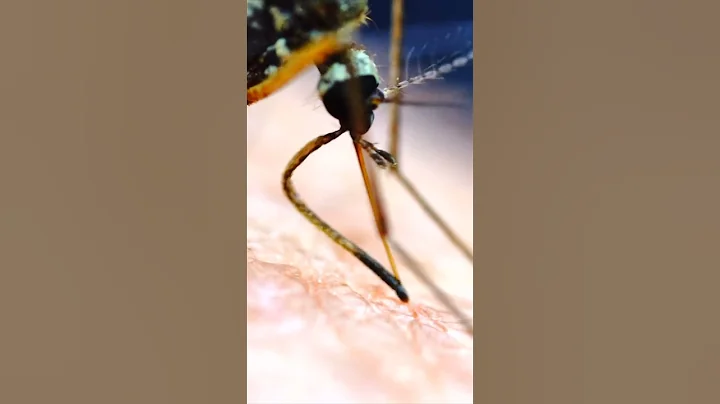 Mosquito BITING Human under the microscope! #shorts - DayDayNews