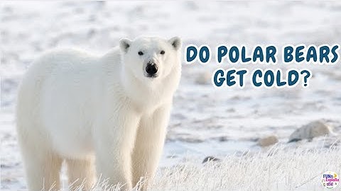 Do Polar Bears Get Cold? 🐻‍❄️❄️🐾Learn with Noah