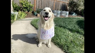 Thank You For Your Beautiful Music, Ms. Kitty