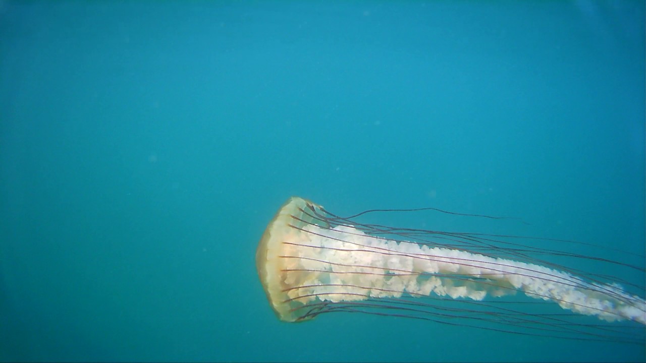 Морская крапива. Тихоокеанская морская крапива. Chrysaora Achlyos. Черная морская крапива медуза. Португальский кораблик.