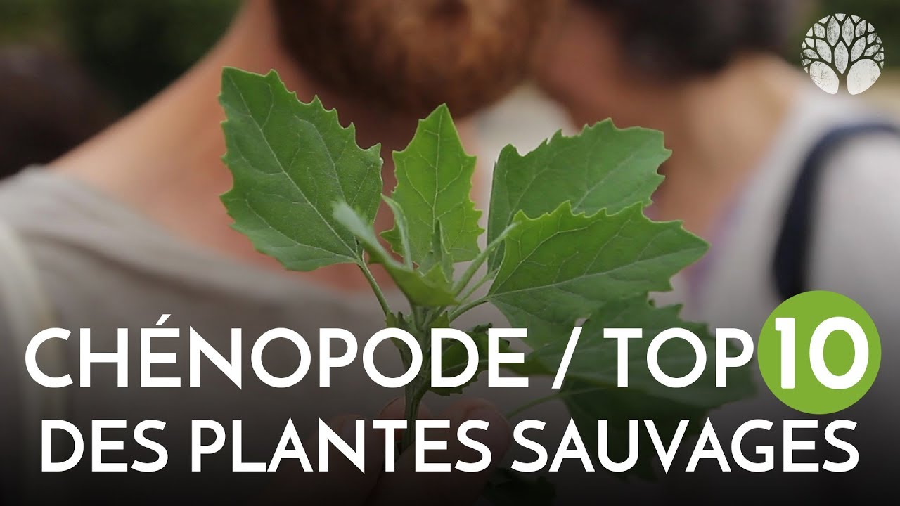 Le délicieux chénopode blanc, un régal !