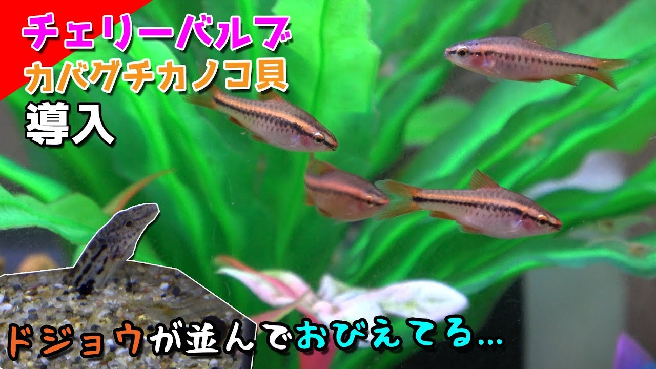 ドジョウが並んで怯える 熱帯魚 貝導入したｗチェリーバルブ カバグチカノコ貝 Youtube