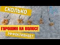 Сколько горошин эффективно с волосяной оснасткой, Днестр, Маяки