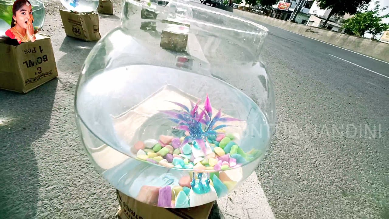 cheapest aquariums fish in Guntur 