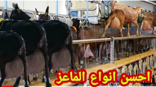 أجود وافضل سلالات الماعز الحلوب في اسبانيا ??(المرسيانو الغرناطي_الملغينيو_فلوريدا)