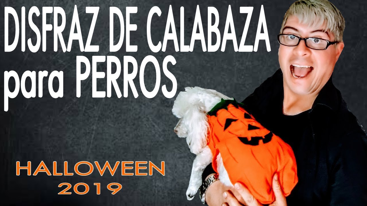 CÓMO HACER DISFRAZ DE CALABAZA TU PERRO -