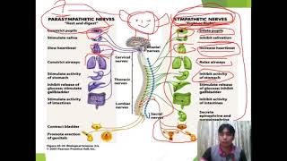 Basics of Polygraphy part 3