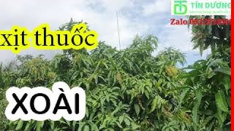 Hệ thống phun thuốc tự động cho cây xoài ở Trà Ôn. TÍN DƯƠNG 0932934961