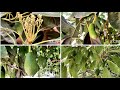 The life cycle of avocado from flower bud to fruit