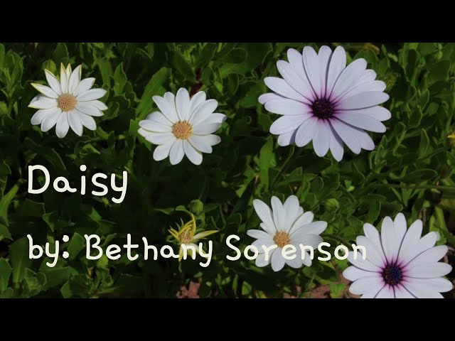 Daisy by Bethany Sorenson (Lyrics) class=